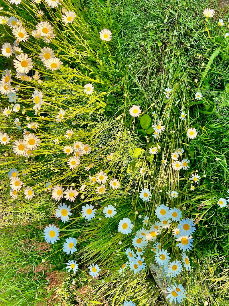 Daisies speckling tall grass.